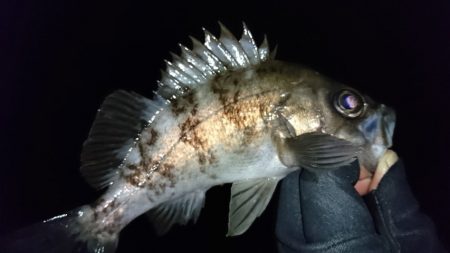 フロートメバリングで。